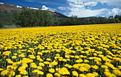 Feld mit Löwenzahn