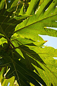 Indonesia, Sulawesi, Breadfruit Tree; Bunaken