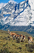 Guanakos beim Grasen, Torres Del Paine National Park, Patagonien, Chile.