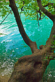 Baum über Fluss im Nationalpark Plitvicer Seen, Kroatien
