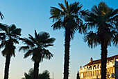 Palm Trees And 19Th Century Hotels Downtown Opatija, Croatia