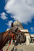 Pferd vor dem Kapitol (Capitolio), Havanna, Kuba