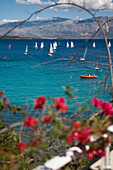 Blick auf Segelboote auf dem Meer durch blühende Zweige, Lefkas,Ionische Inseln,Griechenland