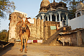 Zwei Kühe stehen bei einem Hare-Krishna-Tempel, Menschen auf Stufen im Hintergrund, Maheshwar, Madhya Pradesh, Indien