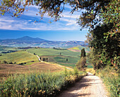 Road To Old Farmhouse On Hill Top Near Village Of Pienza,Val D'orcia,Tuscany,Italy