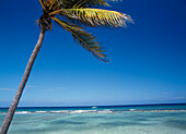 Palm Tree Off The North Coast Near Montego Bay,Jamaica
