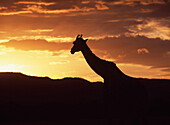 Giraffe At Dawn In Maasai (Masai) Mara Game Reserve,Kenya