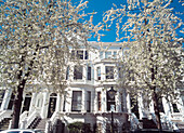 Cherry Blossom Trees In Full Bloom,Palace Gardens Terrace,Kensington,London,Uk.
