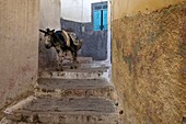 Esel in schmaler Gasse, Moulay Idriss,Marokko