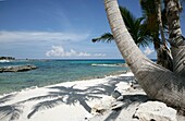 Palm Trees On Beach At Mayan Riviera, Yucatan Peninsular,Quintana Roo State,Mexico