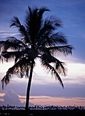 Silhouette einer Palme bei Chocas in der Nähe von Ilha De Mocambique, Mosambik.