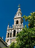 Kathedrale von Sevilla mit Giralda-Turm hinter Palmen, Sevilla, Andalusien, Spanien