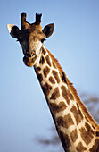 Giraffe, Südafrika.