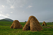 Hay Stacks In Field, Mala Fatra Region,Slovakia