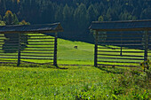 Pferdekoppel im Triglav-Nationalpark, Kranjska Gora, Slowenien
