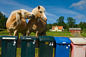 Zwei Pferde bei Briefkästen, Schweden