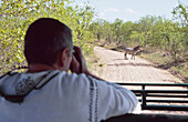 Zebra vom Safari-Fahrzeug aus beobachten, Ruaha National Park, Tansania