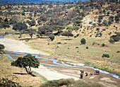 Elefanten auf dem Flussbett des Tarangire-Flusses im Tarangire-Nationalpark, Tansania.