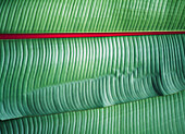 Detail Of Banana Leaves Near Ngorogoro National Park,Tanzania.