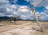 Track Past Dead Tree In Selous Game Reserve,Tanzania.