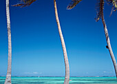 Looking Through Palm Trees And Out To Sea On The East Coast Near The Palms Hotel,Paje,Zanzibar,Tanzania.