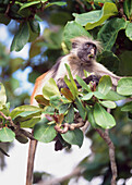 Roter Colobus-Affe frisst Blätter in den Bäumen im Jozani Forest, Sansibar, Tansania.