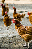 Chickens, Weybourne,Norfolk,Uk