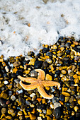 Seestern am Kieselstrand, Weybourne,Norfolk,Uk