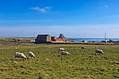 Schafe auf der Weide mit Lindisfarne Castle in der Ferne, Holy Island, Northumberland, Großbritannien