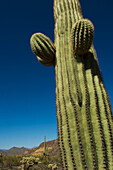 Saguaro-Kaktus in der Sonoran-Wüste, Arizona, USA