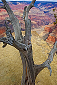 Südlicher Rand des Grand-Canyon-Nationalparks, Arizona,USA