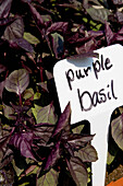 Purple Basil With Tag, Peconic,North Fork,Long Island,New York,Usa
