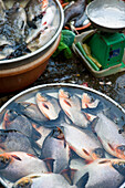 Fisch zum Verkauf auf dem Markt in Vinh Long, Vietnam