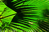 Close-Up Of Palm Fronds