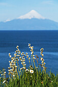 Osorno Volcano Lake Llanquihue