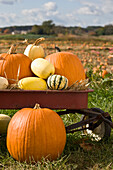 Pumpkins In Field