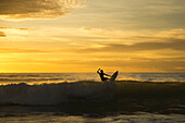 Surfer reitet eine Welle bei Sonnenuntergang, Dreamland Beach; Insel Bali, Indonesien