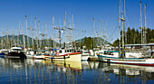 Sailboats Moored In The Tranquil Water Of Ucluelet Harbour; Ucluelet, British Columbia, Canada