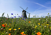 A Windmill Against A Blue Sky And Cloud With A Field Of Wildflowers In The Foreground; Whitburn, Tyne And Wear, England