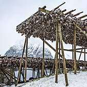Arktischer Kabeljau beim Trocknen auf Holzgestellen am Ufer im Winter; Lofoten, Nordland, Norwegen