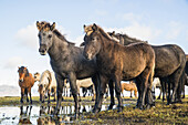 Icelandic Horses; South Coast, Iceland