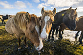 Icelandic Horses; South Coast, Iceland