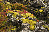 Uralte Lava, bedeckt mit Moos und bunten Pflanzen; Island