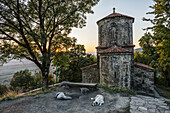 Die untergehende Sonne beleuchtet das antike Nekresi-Kloster (6. Jahrhundert) und ein Rudel einheimischer Hunde; Georgien