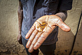 Eine Hand hält fliegende Ameisen; Gulu, Uganda