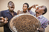 Staff holding a tray of an abundance of flying ants and eating them; Gulu, Uganda