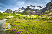 Blühende Wildblumen entlang des Tour du Mont Blanc Weges, mit Bergkette und Gletschern im Hintergrund, Val Veni; Aostatal, Italien