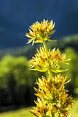 Close-up of yellow Gentian (Gentiana) blooming flowers, Swiss Val Ferret, Alps; La Fouly, Val Ferret, Switzerland