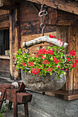 Close-up of flower pot with red flowers hanging on a rustic chalet house; Tre-le-Champ, France