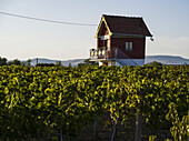 A small two-story house elevated above a garage stands out above the vines growing in a vineyard with hills in the distance; Kladovo, Bor District, Serbia